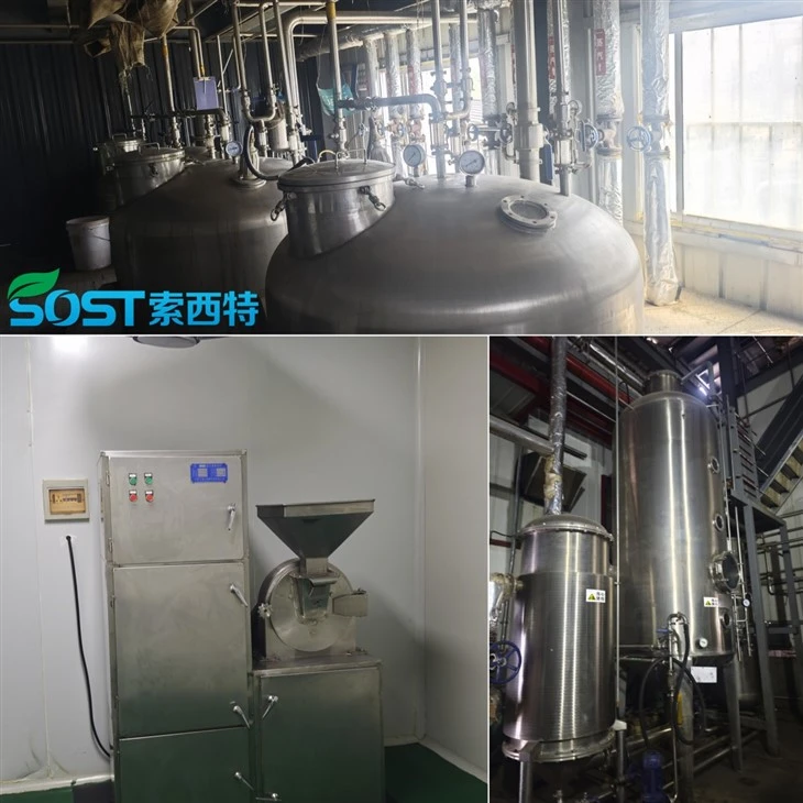Sparassis Crispa Extract high quality